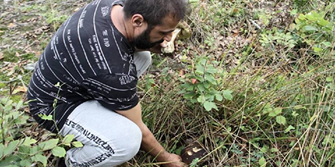 Dağ tepe geziyor tek tek topluyorlar! Yerel halkın para kaynağı: Kilosu 600 TL ediyor 2